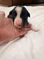 Bo , a male Border Collie for sale in Taylor, AZ – Photo 2 of 10