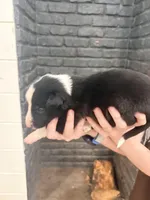 Bo , a male Border Collie for sale in Taylor, AZ – Photo 6 of 10