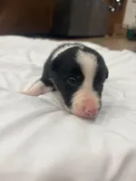 Bo , a male Border Collie for sale in Taylor, AZ – Photo 4 of 10