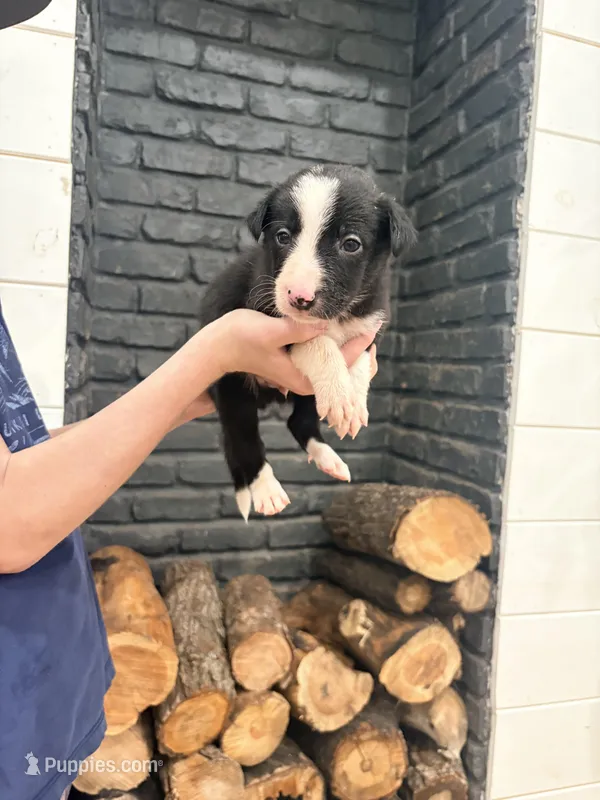 Bo , a male Border Collie for sale in Taylor, AZ – Photo 1 of 10