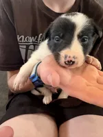 Spider , a male Border Collie for sale in Taylor, AZ – Photo 1 of 10