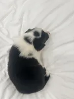 Spider , a male Border Collie for sale in Taylor, AZ – Photo 2 of 10