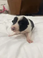 Spider , a male Border Collie for sale in Taylor, AZ – Photo 4 of 10