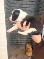 Spider , a male Border Collie for sale in Taylor, AZ – Photo 10 of 10