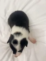 Spider , a male Border Collie for sale in Taylor, AZ – Photo 5 of 10