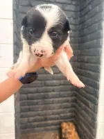 Spider , a male Border Collie for sale in Taylor, AZ – Photo 9 of 10