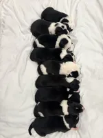 Spider , a male Border Collie for sale in Taylor, AZ – Photo 6 of 10