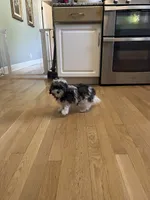 Grace, a female Maltese and Poodle - Miniature  for sale in Imperial, MO – 1 of 4