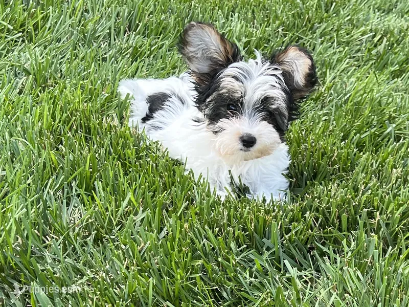 Teacup Morkie #3 – Morkie puppy for sale in Imperial, MO