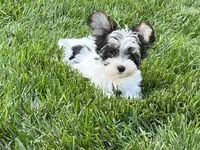 Teacup Morkie #3, a female Morkie for sale in Imperial, MO – 1 of 10