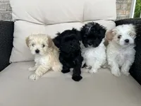 Maltipoo female , a female Maltipoo for sale in Imperial, MO – 3 of 4