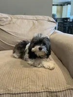 Grace, a female Maltese and Poodle - Miniature  for sale in Imperial, MO – 4 of 4