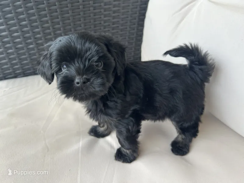 Maltipoo Male – Maltipoo puppy for sale in Imperial, MO