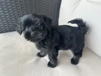 Maltipoo Male, a male Maltipoo for sale in Imperial, MO – 1 of 6