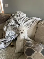 Morkie Boy , a male Morkie for sale in Imperial, MO – Photo 3 of 6