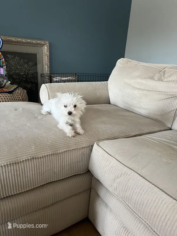 Morkie Boy , a male Morkie for sale in Imperial, MO – Photo 1 of 6