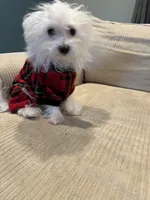 Morkie Boy , a male Morkie for sale in Imperial, MO – Photo 6 of 6