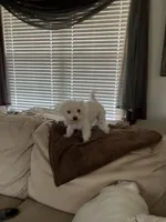 Morkie Boy , a male Morkie for sale in Imperial, MO – Photo 2 of 6