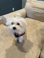 Morkie Boy , a male Morkie for sale in Imperial, MO – Photo 5 of 6