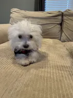 Morkie Boy , a male Morkie for sale in Imperial, MO – Photo 4 of 6