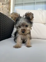Teacup Yorkie Female, a female Yorkshire Terrier for sale in Imperial, MO – 4 of 6