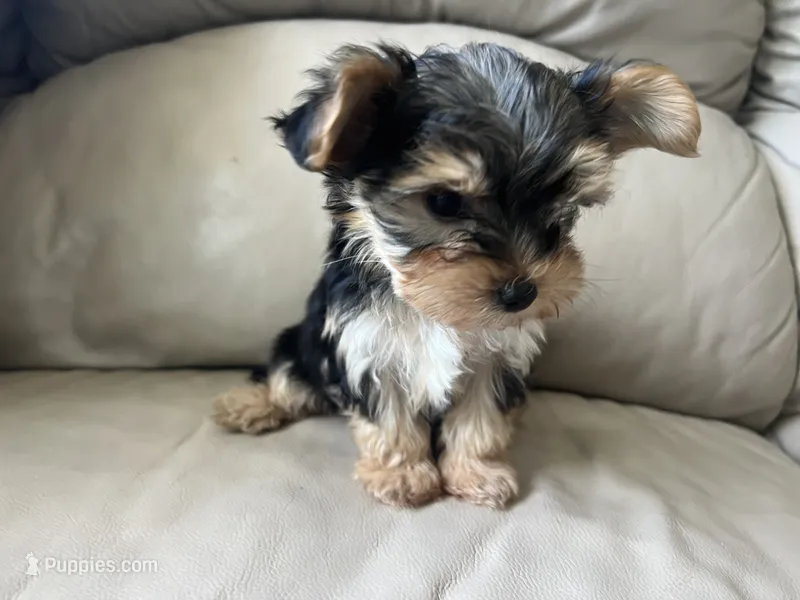 Teacup Morkie – Morkie puppy for sale in Imperial, MO