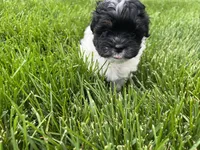 Maltipoo Male , a male Maltipoo for sale in Imperial, MO – 5 of 7