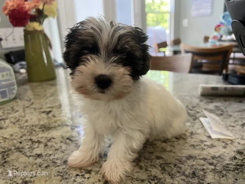 Teacup Morkie #3 – Morkie puppy for sale in Imperial, MO