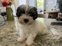 Teacup Morkie #3, a female Morkie for sale in Imperial, MO – 4 of 10