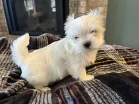 Korean Male Maltese , a male Maltese for sale in Imperial, MO – Photo 3 of 4