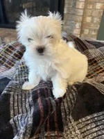 Korean Male Maltese , a male Maltese for sale in Imperial, MO – Photo 4 of 4