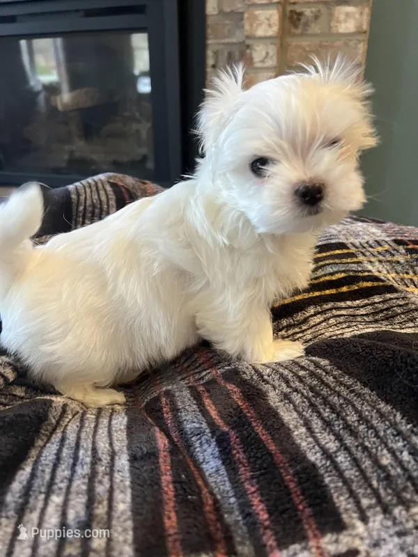Korean Male Maltese  – Maltese puppy for sale in Imperial, MO
