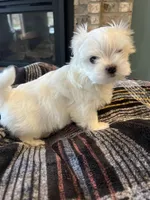 Korean Male Maltese , a male Maltese for sale in Imperial, MO – Photo 1 of 4