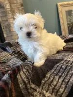 Korean Male Maltese , a male Maltese for sale in Imperial, MO – Photo 2 of 4