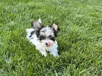 Teacup Morkie #3, a female Morkie for sale in Imperial, MO – 3 of 10