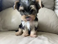 Teacup Morkie, a female Morkie for sale in Imperial, MO – 5 of 10