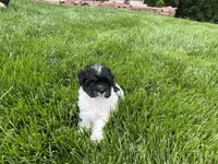 Maltipoo Male , a male Maltipoo for sale in Imperial, MO – 7 of 7