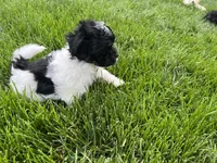 Maltipoo Male , a male Maltipoo for sale in Imperial, MO – 6 of 7