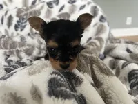 Teacup Morkie #2, a female Morkie for sale in Imperial, MO – Photo 6 of 7