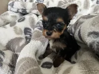 Teacup Morkie #2, a female Morkie for sale in Imperial, MO – Photo 2 of 7
