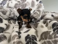 Teacup Morkie #2, a female Morkie for sale in Imperial, MO – Photo 5 of 7