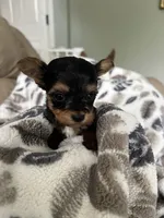 Teacup Morkie #2, a female Morkie for sale in Imperial, MO – Photo 4 of 7