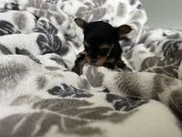 Teacup Morkie #2, a female Morkie for sale in Imperial, MO – Photo 7 of 7