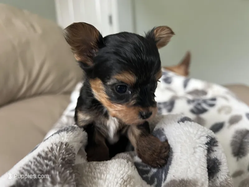 Teacup Morkie #2 – Morkie puppy for sale in Imperial, MO