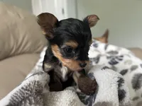 Teacup Morkie #2, a female Morkie for sale in Imperial, MO – Photo 1 of 7