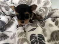 Teacup Morkie #2, a female Morkie for sale in Imperial, MO – Photo 3 of 7