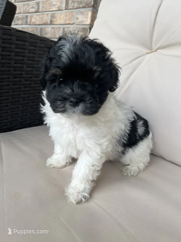 Maltipoo Male  – Maltipoo puppy for sale in Imperial, MO