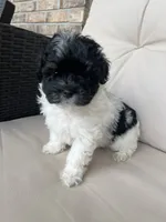 Maltipoo Male , a male Maltipoo for sale in Imperial, MO – 1 of 7