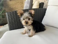 Teacup Yorkie Female, a female Yorkshire Terrier for sale in Imperial, MO – 6 of 6