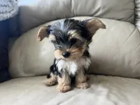 Teacup Morkie, a female Morkie for sale in Imperial, MO – 2 of 10
